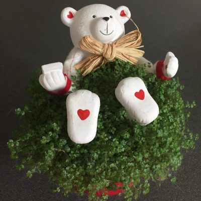 Plant met beertje